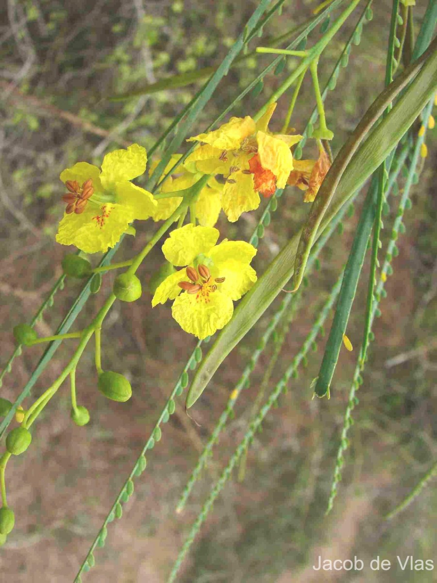 Parkinsonia aculeata L.